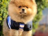 Safkan Teddy Bear Pomeranian Yavrularımız