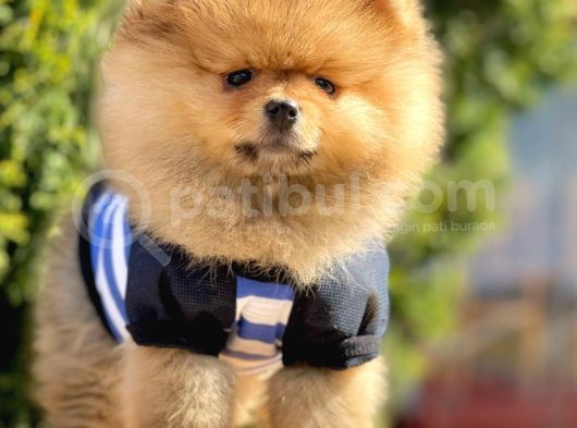 Safkan Teddy Bear Pomeranian Yavrularımız görsel