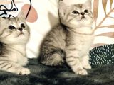 British Shorthair Silver Kardeşler Yeni Yuvalarına Hazır