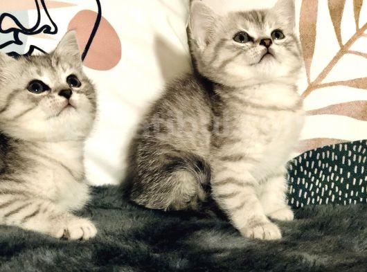 British Shorthair Silver Kardeşler Yeni Yuvalarına Hazır görsel