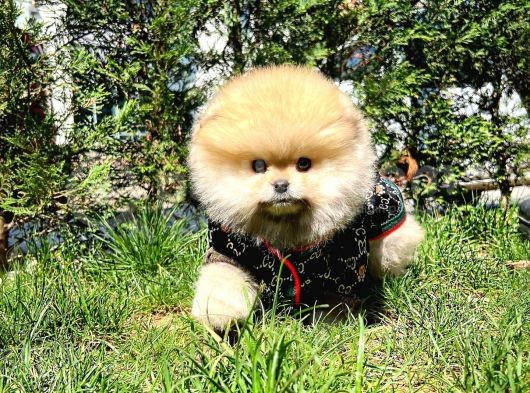 Muhteşem Surat Yapısına Sahip Pomeranian Boo Yavrumuz görsel