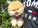 Muhteşem Surat Yapısına Sahip Pomeranian Boo Yavrumuz