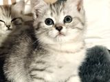 British Shorthair Silver Kardeşler Yeni Yuvalarına Hazır