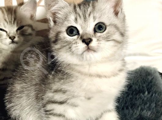 British Shorthair Silver Kardeşler Yeni Yuvalarına Hazır görsel