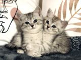 British Shorthair Silver Kardeşler Yeni Yuvalarına Hazır