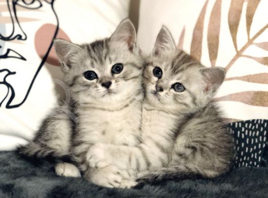 British Shorthair Silver Kardeşler Yeni Yuvalarına Hazır görsel