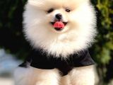 Safkan Teddy Bear Pomeranian Yavrularımız