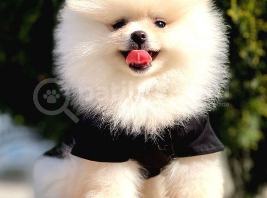 Safkan Teddy Bear Pomeranian Yavrularımız