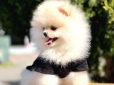Safkan Teddy Bear Pomeranian Yavrularımız