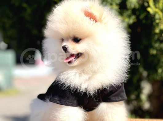Safkan Teddy Bear Pomeranian Yavrularımız görsel