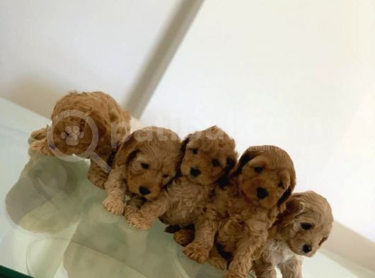 Toy Poodle Yavruları görsel
