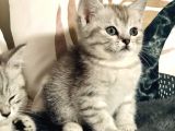 British Shorthair Silver Kardeşler Yeni Yuvalarına Hazır