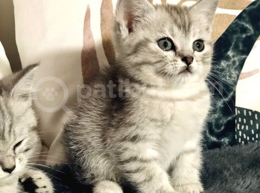 British Shorthair Silver Kardeşler Yeni Yuvalarına Hazır görsel