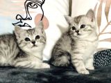 British Shorthair Silver Kardeşler Yeni Yuvalarına Hazır