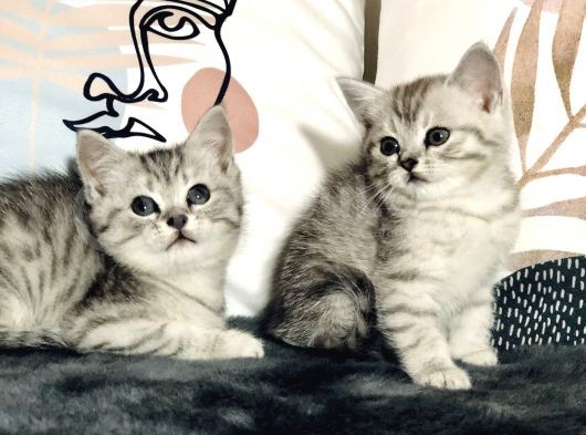 British Shorthair Silver Kardeşler Yeni Yuvalarına Hazır görsel