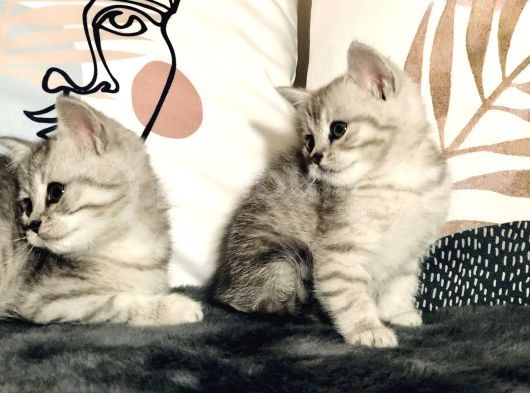 British Shorthair Silver Kardeşler Yeni Yuvalarına Hazır görsel