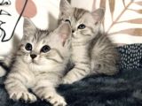 British Shorthair Silver Kardeşler Yeni Yuvalarına Hazır