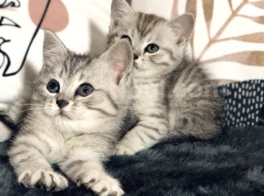 British Shorthair Silver Kardeşler Yeni Yuvalarına Hazır