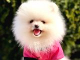 Safkan Teddy Bear Pomeranian Yavrularımız