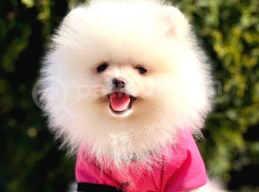 Safkan Teddy Bear Pomeranian Yavrularımız görsel