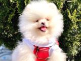 Safkan Teddy Bear Pomeranian Yavrularımız