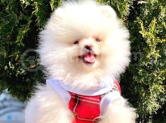 Safkan Teddy Bear Pomeranian Yavrularımız görsel
