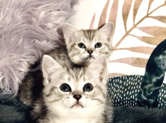 British Shorthair Silver Kardeşler Yeni Yuvalarına Hazır görsel