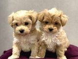 Maltipoo Mix Irk Sevimli Yavrular