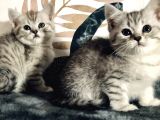 British Shorthair Silver Kardeşler Yeni Yuvalarına Hazır