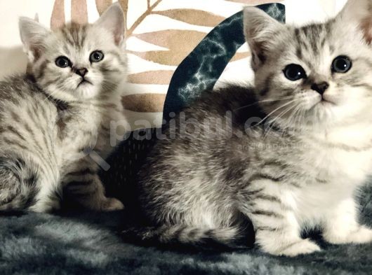 British Shorthair Silver Kardeşler Yeni Yuvalarına Hazır görsel