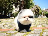 Ender Ve Özel Renk Tonuna Sahip Pomeranian Boo Yavrumuz