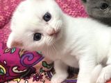 Beyaz Ve Gri Scottish Fold Yavrular