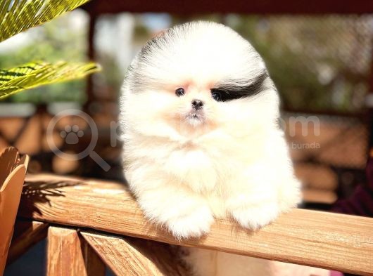 Ender Ve Özel Renk Tonuna Sahip Pomeranian Boo Yavrumuz