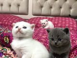 Beyaz Ve Gri Scottish Fold Yavrular