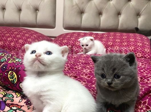 Beyaz Ve Gri Scottish Fold Yavrular