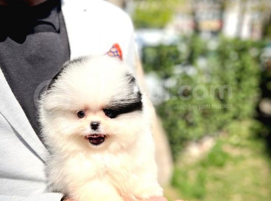 Ender Ve Özel Renk Tonuna Sahip Pomeranian Boo Yavrumuz görsel