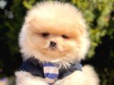 Safkan Teddy Bear Pomeranian Yavrularımız