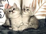 British Shorthair Silver Kardeşler Yeni Yuvalarına Hazır