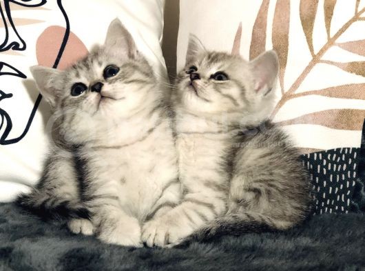 British Shorthair Silver Kardeşler Yeni Yuvalarına Hazır görsel