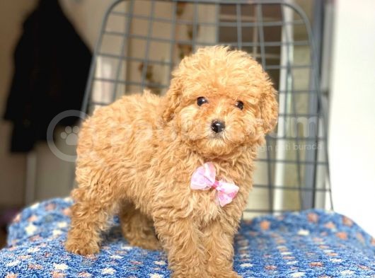 Di̇şi̇ Toy Poodle Yavrumuz görsel