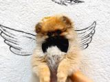 Pomeranian Boo Yavrularımız