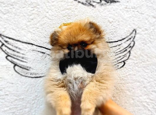 Pomeranian Boo Yavrularımız