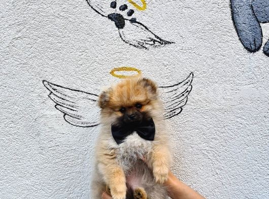 Pomeranian Boo Yavrularımız görsel