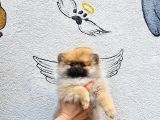 Pomeranian Boo Yavrularımız