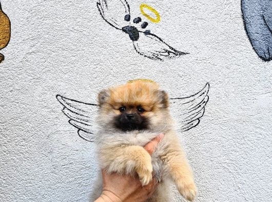 Pomeranian Boo Yavrularımız görsel