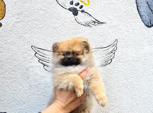 Pomeranian Boo Yavrularımız görsel