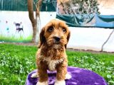 Doodle Yavrumuz