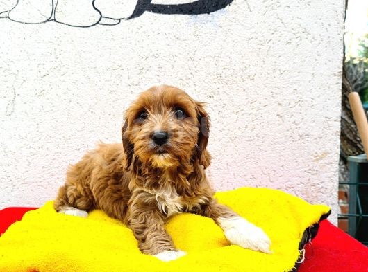Doodle Yavrumuz görsel