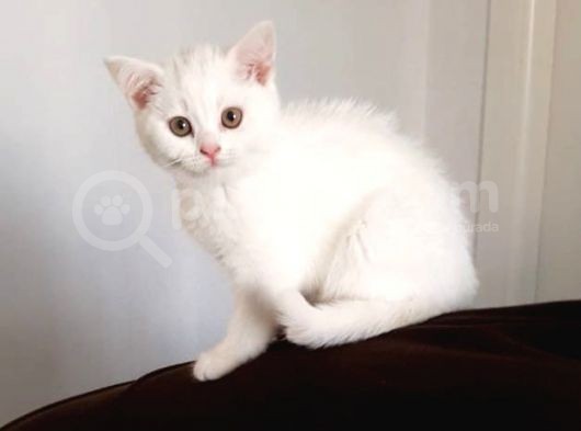 Pamuk Prensesimiz görsel