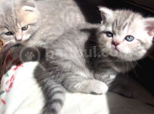 Scoti̇sh Ve Bri̇ti̇sh Mavi̇ş Yavrular görsel